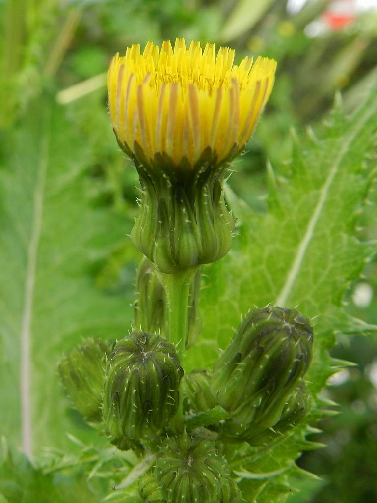 Sonchus asper / Grespino spinoso